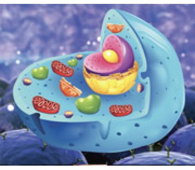 The Youth Restoring Benefits of NAD+